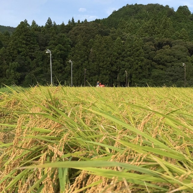 令和元年度 三重県産
新米コシヒカリ100％
玄米25kg（袋込み)米/穀物