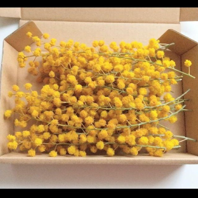 ミモザ 花のみ 10～15cm 20本 ハンドメイドのフラワー/ガーデン(ドライフラワー)の商品写真