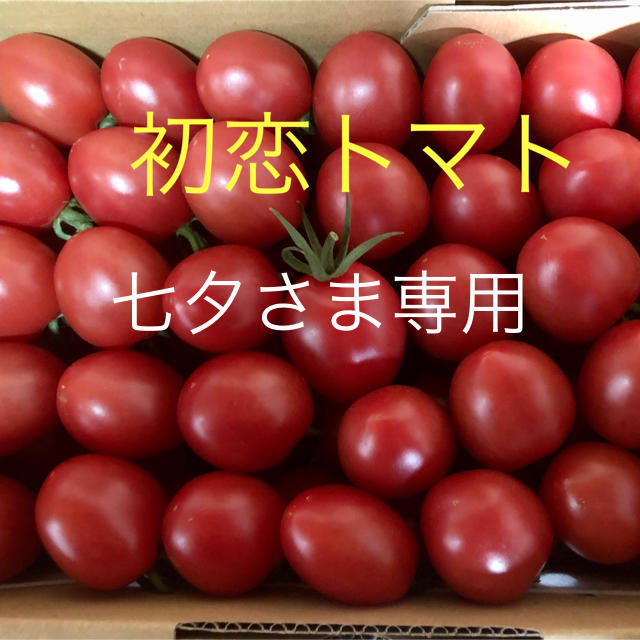 初恋トマト２キロ【七夕さま専用　3/18発送】 食品/飲料/酒の食品(野菜)の商品写真