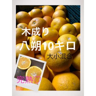 和歌山県産有田木成り八朔大きめ10キロ 家庭用(フルーツ)