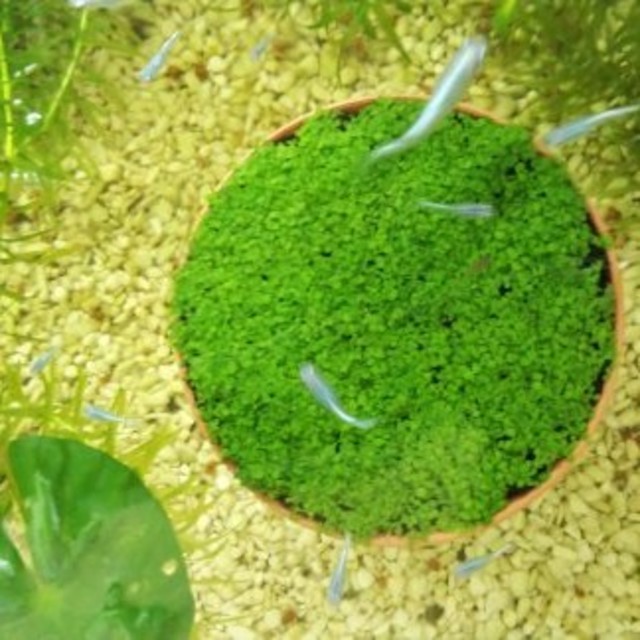 種子から育てる水草の種。小さい葉（約9ｇ） その他のペット用品(爬虫類/両生類用品)の商品写真