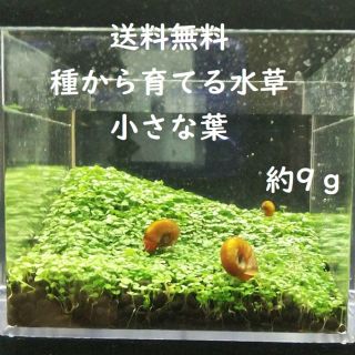 種子から育てる水草の種。小さい葉（約9ｇ）(爬虫類/両生類用品)