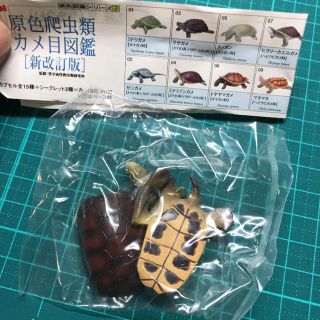 カイヨウドウ(海洋堂)のミナミイシガメ　原色爬虫類カメ目図鑑〔新改訂版〕(その他)