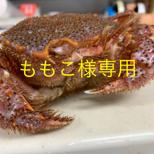 北海道産ボイル毛蟹魚介