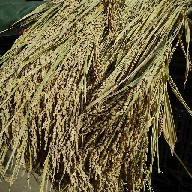 コシヒカリ玄米25キロ減農薬 食品/飲料/酒の食品(米/穀物)の商品写真