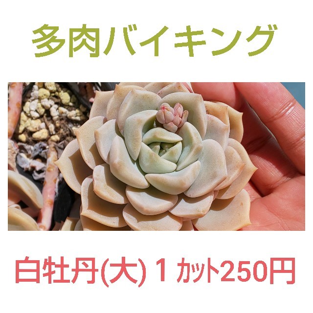 その他★白牡丹(大) カット苗 多肉植物