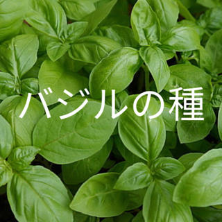 【有機オーガニック種子】バジルの種 たっぷり約200粒‼️家庭菜園 野菜 ハーブ(野菜)