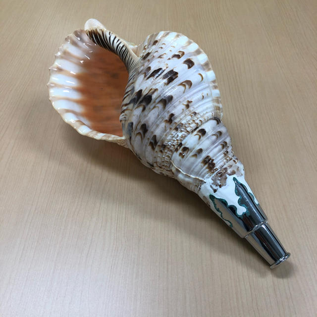 ホラ貝 約40cm 品-