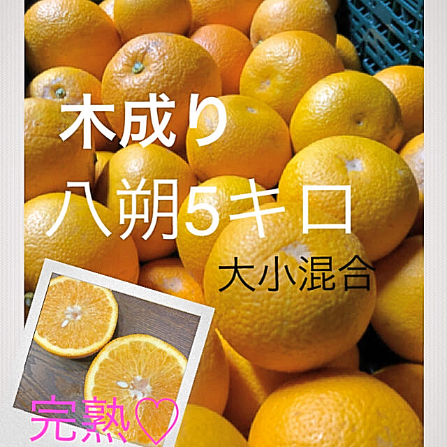 和歌山県産　有田木成り八朔5キロ　家庭用 食品/飲料/酒の食品(フルーツ)の商品写真