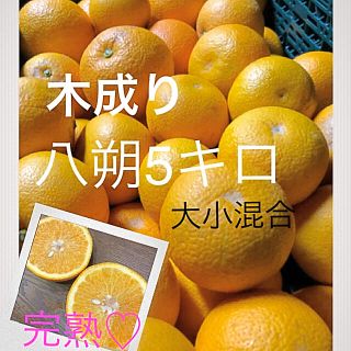 和歌山県産　有田木成り八朔5キロ　家庭用(フルーツ)