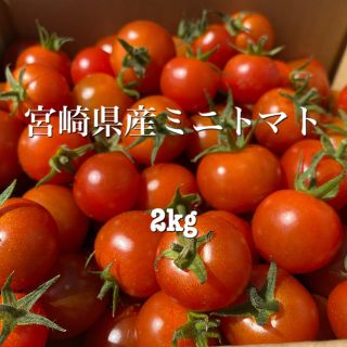 宮崎県産ミニトマト　2キロ(野菜)