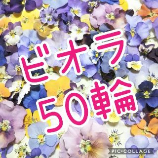 数量限定！ビオラ50輪お得セット♡(ドライフラワー)