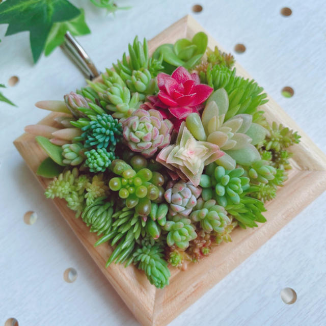 ️壁掛け️ちまちまキュンキュン️ このまま飾れます寄せ植え ️壁掛け️ちまちまキュンキュン️ このまま飾れます寄せ植え