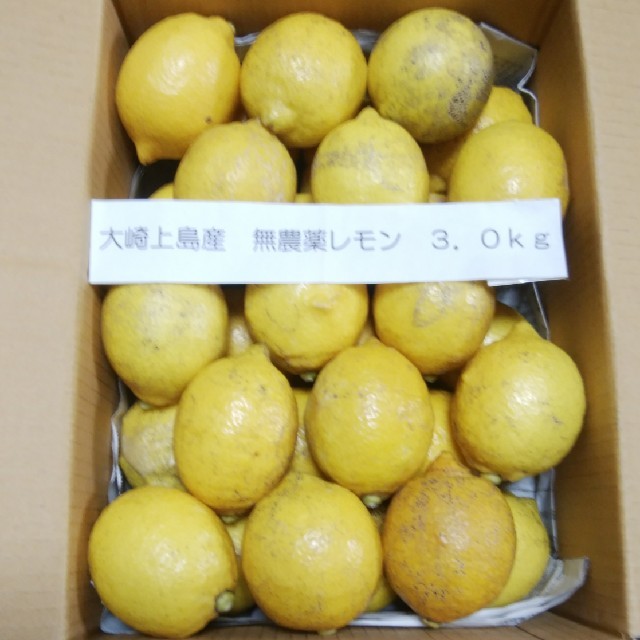 広島県大崎上島産無農薬レモン3.0kg 食品/飲料/酒の食品(フルーツ)の商品写真