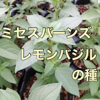 【超爽快なハーブ‼️】ミセスバーンズ・レモンバジルの種 10粒 野菜 タネ(野菜)