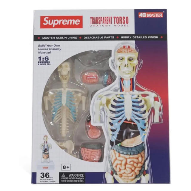 Supreme male Anatomy Model