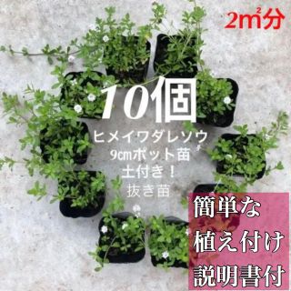 ヒメイワダレソウ 白花 10個 土付抜き苗９㎝ポット（7.5㎝ポット17個相当(その他)