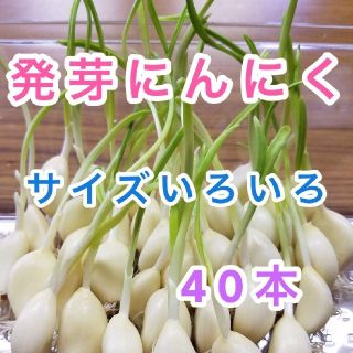 発芽にんにく　40本(野菜)