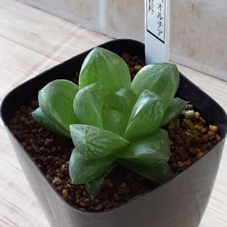 多肉植物　ハオルチア　紫牡丹(その他)