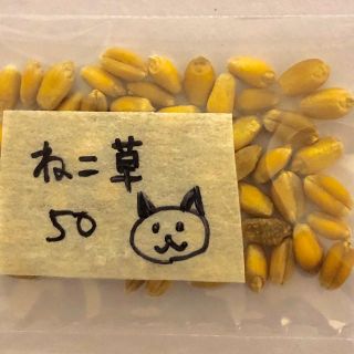 【有機オーガニック】小麦‼️ねこ草 150粒 ペットフード家庭菜園タネ犬猫(野菜)