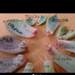 多肉植物葉挿しセット(発芽済)(その他)