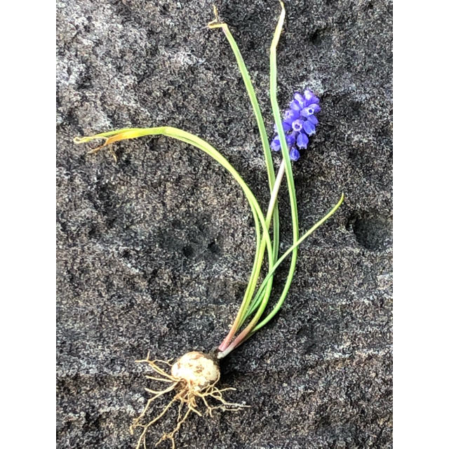 寄せ植えにムスカリいかがですか。堀りたてを10株程度　花付き球根でお届け ハンドメイドのフラワー/ガーデン(プランター)の商品写真