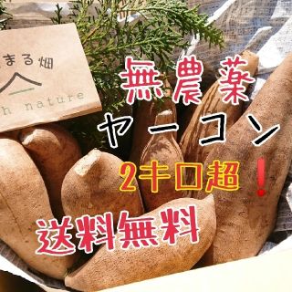 無農薬 ヤーコン 2キロ超～ 送料無料！(野菜)