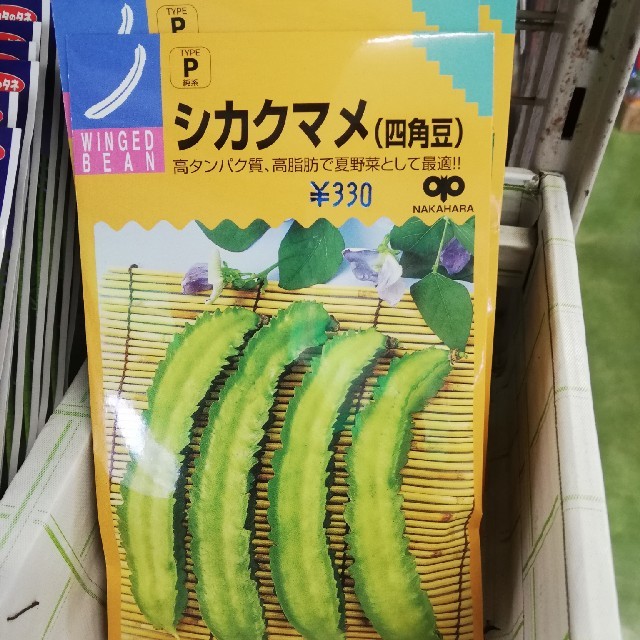 四角豆の種 食品/飲料/酒の食品(野菜)の商品写真