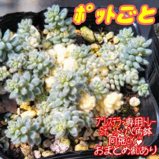 レア♪【ハゲにくいポットごと】クリーム玉蛋白 多肉植物 セダム(その他)