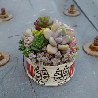 多肉植物 ♡そのまま飾れる寄せ植え♡リメ缶セット✩.*˚