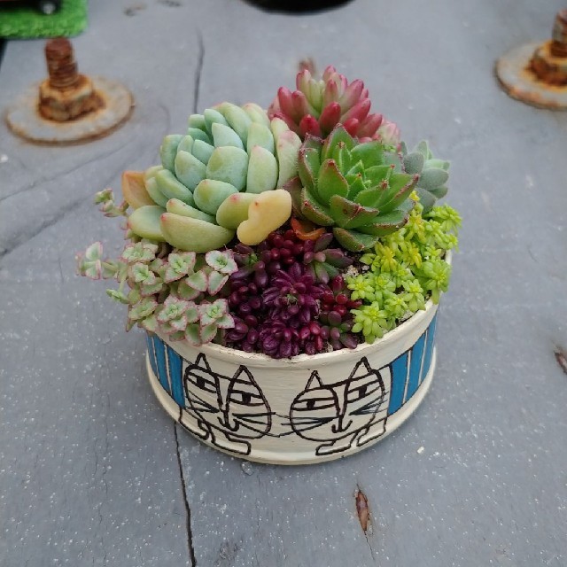 多肉植物 ♡そのまま飾れる寄せ植え♡リメ缶セット✩.*˚