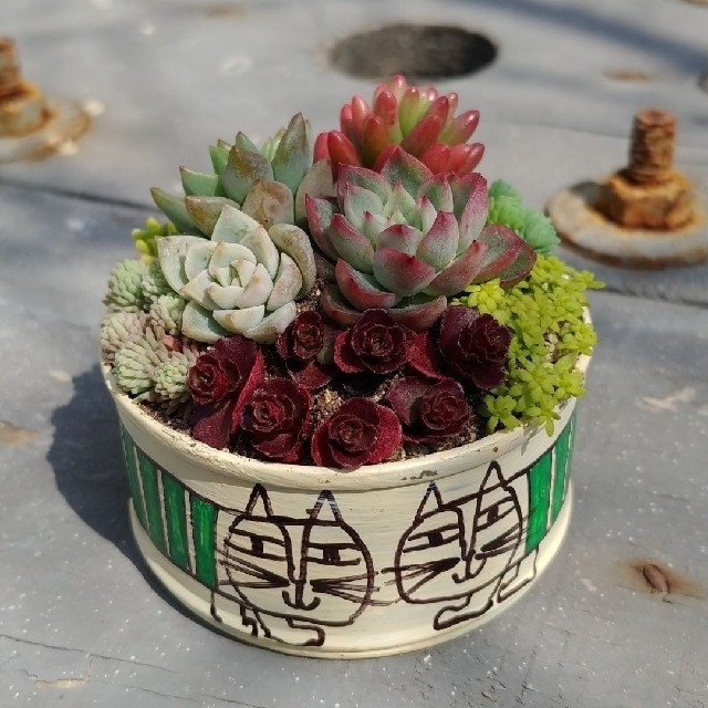 多肉植物 ♡そのまま飾れる寄せ植え♡リメ缶セット✩.*˚