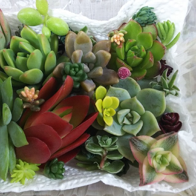 多肉植物 カット苗 小 サブセシリス ファンファーレの通販 By Blossom S Shop ラクマ 多肉植物 カット苗 小 サブセシリス ファンファーレの通販 By Blossom S Shop ラクマ