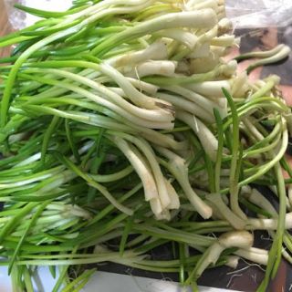 山形県庄内鳥海山特産物　雪割あさつき　300g(野菜)