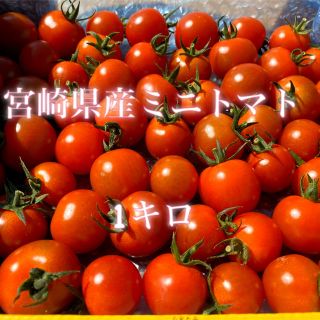 宮崎県産ミニトマト　1キロ(野菜)