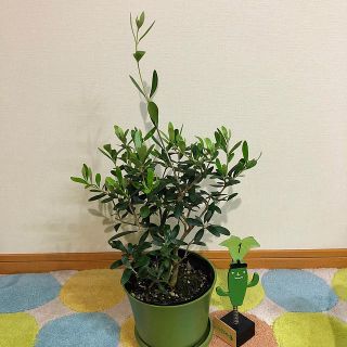 観葉植物　オリーブの木①(その他)