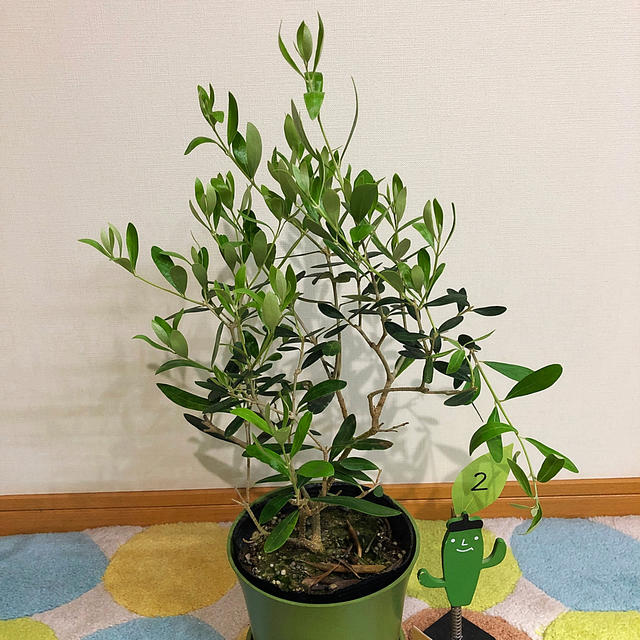 観葉植物　オリーブの木② ハンドメイドのフラワー/ガーデン(その他)の商品写真