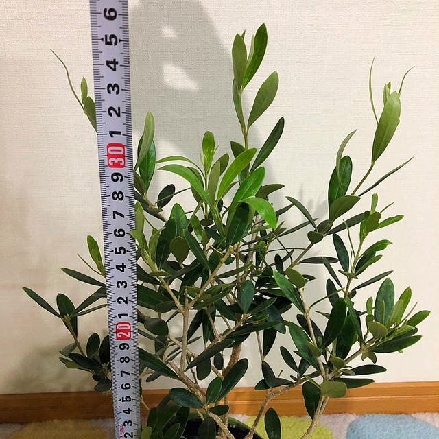 観葉植物　オリーブの木③ ハンドメイドのフラワー/ガーデン(その他)の商品写真