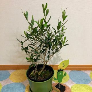 観葉植物　オリーブの木③(その他)