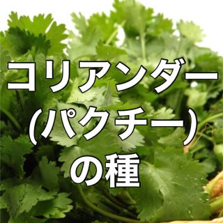 【大人気‼️】コリアンダー(パクチー)の種 30粒 家庭菜園 ハーブ 野菜 タネ(野菜)