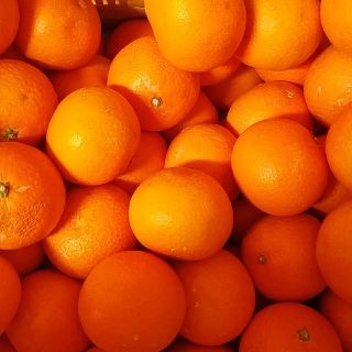 8㎏…清見オレンジ🍊(フルーツ)