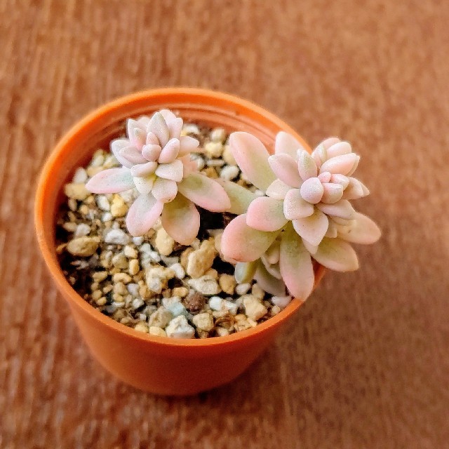 4:多肉植物 織り 姫しゅうれい 抜き苗 4:多肉植物 織り 姫しゅうれい 抜き苗
