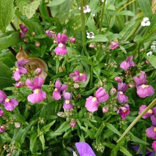 宿根ネメシア  ムラサキ 赤紫色 セブンスヘフン 花苗 宿根草(プランター)