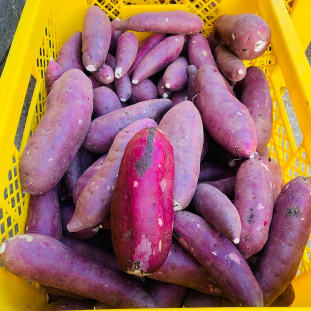 としみちおじいちゃんの「熟成あまか芋」紅はるか　3kg 食品/飲料/酒の食品(野菜)の商品写真