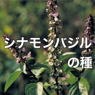 【安心安全の有機種子】シナモンバジルの種 30粒 ハーブ 野菜 家庭菜園 タネ(野菜)