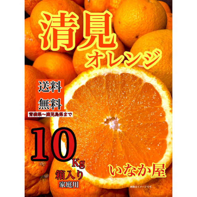 清見オレンジ  家庭用　数量限定　本日価格　早い者勝ち　セール  食品/飲料/酒の食品(フルーツ)の商品写真