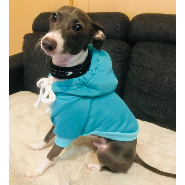 【新品未使用】★大人気カラー★  Tiffany blue   犬　服　パーカー その他のペット用品(犬)の商品写真