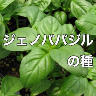 【美味しいジェノベーゼを‼️】ジェノババジルの種 30粒 野菜 タネ ハーブ(野菜)