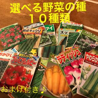 kirakoさま専用です 選べる 野菜の種 小分け １０種類(野菜)