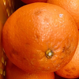 てらちゃんさま専用大玉サイズ直径15センチ程の清見オレンジ(フルーツ)